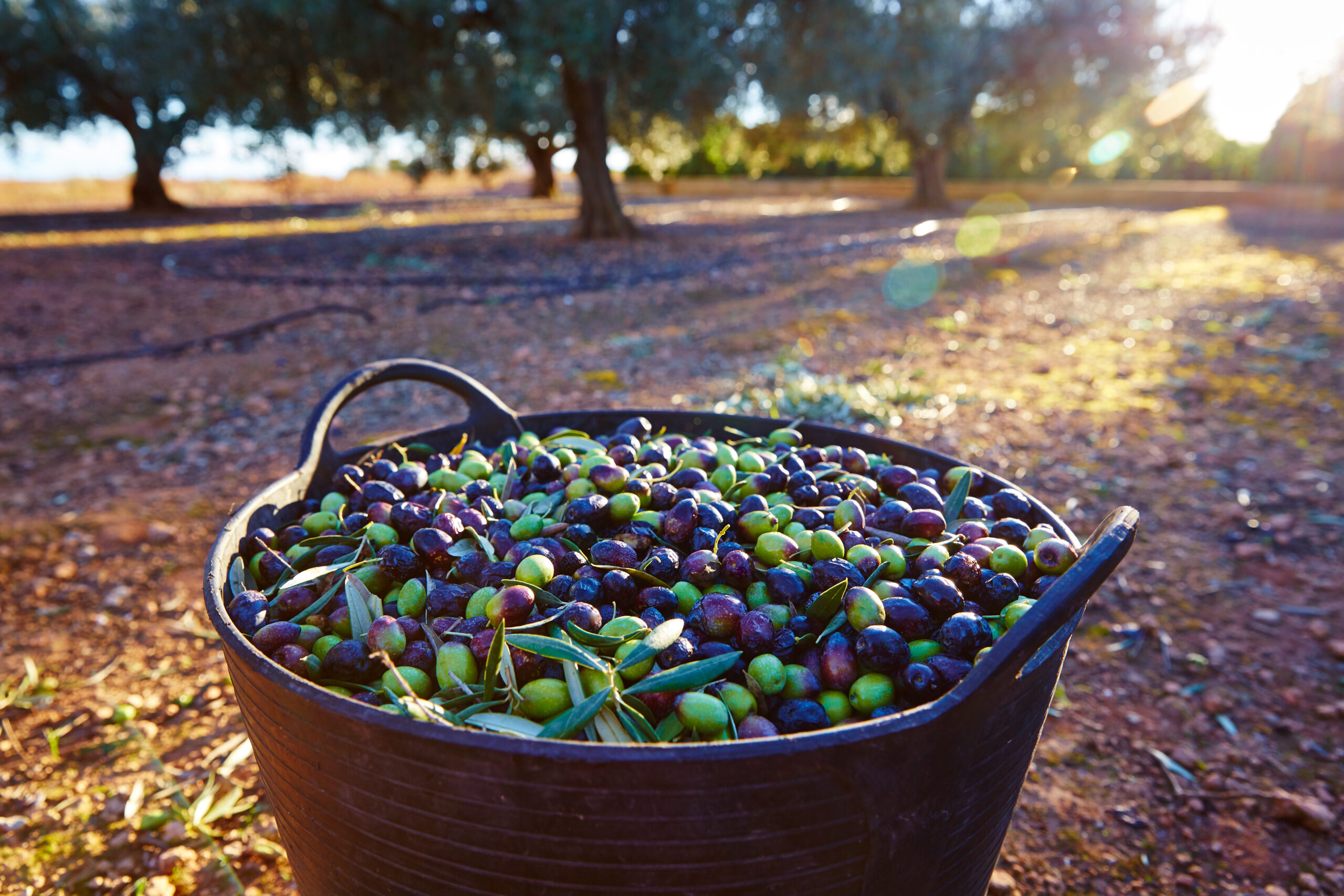 Olives harvest picking in farmer basket at Mediterranean